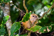 Capuchin Monkey 3