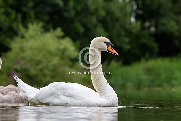 Swan