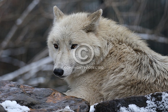 Hudsonbay wolf Hudsonbay wolf