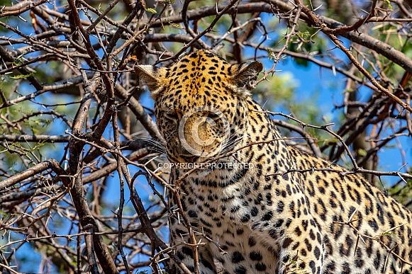 Leopard in Tree