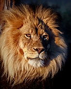 Lion-Regal King