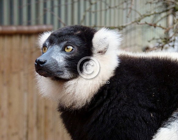 Black and White Ruffed Lemur