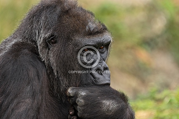 Female Western Lowland Gorilla Sucking Her Thumb Female Western Lowland Gorilla Sucking Her Thumb