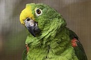 Yellow Fronted Amazon Parrot Close Up