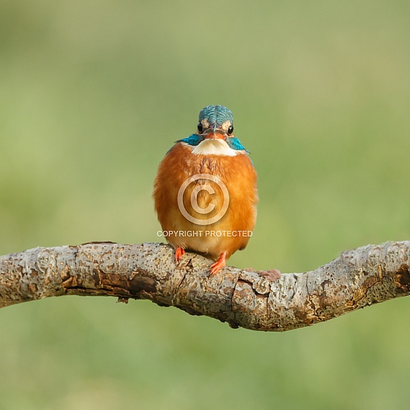 Kingfisher Kingfisher