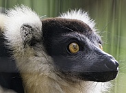 Lemurs