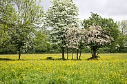 Buttercup Meadow