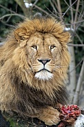 Lion (Panthera Leo)
