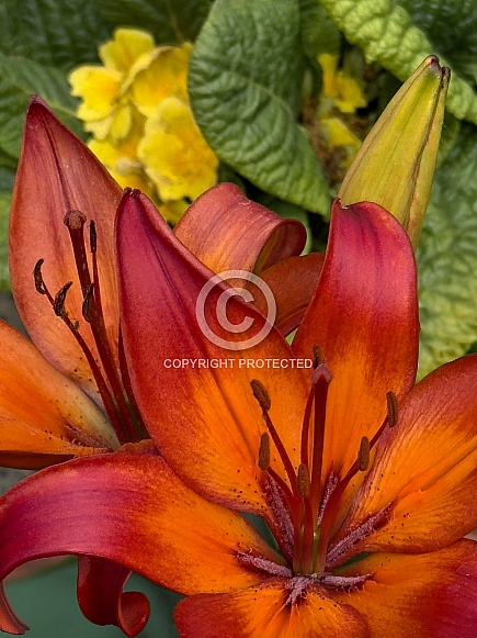 Fire Lily - Lilium bulbiferum Fire Lily - Lilium bulbiferum