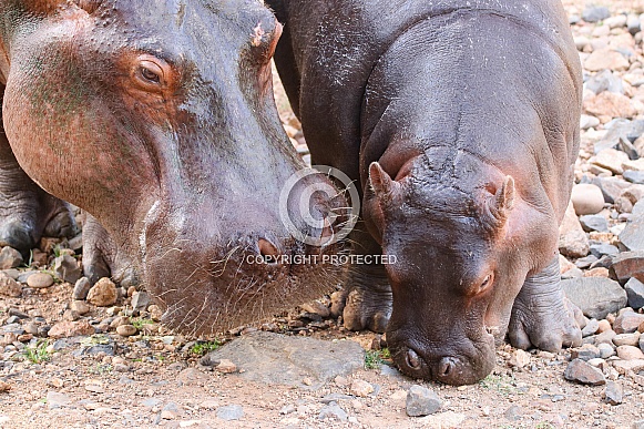 Hippopotamus Hippopotamus