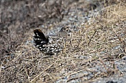 Spruce Grouse Hen Displaying Tail Feathers