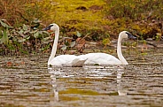 Pair of Trumpeter swans in the Fall