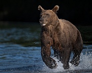Young boar bear running in the water of a river