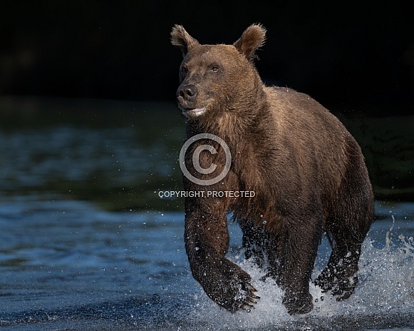Young boar bear running in the water of a river Young boar bear running in the water of a river