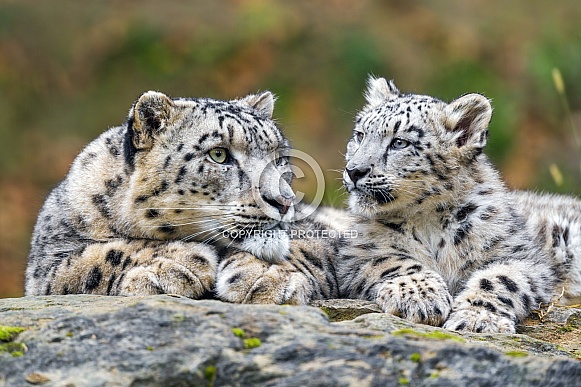 Two snow leopards