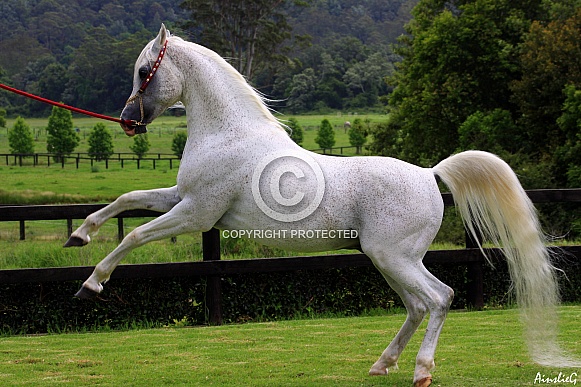Arabian Stallion Half Rear
