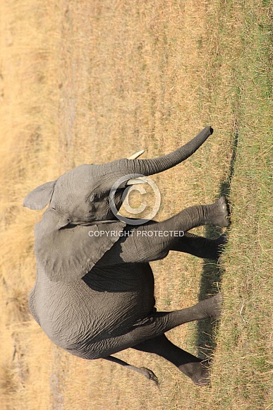 Baby African elephant Baby African elephant
