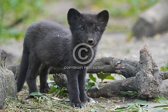 Arctic Fox