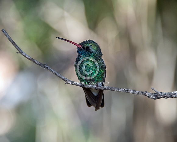 Broad-billed Hummingbird (Male)