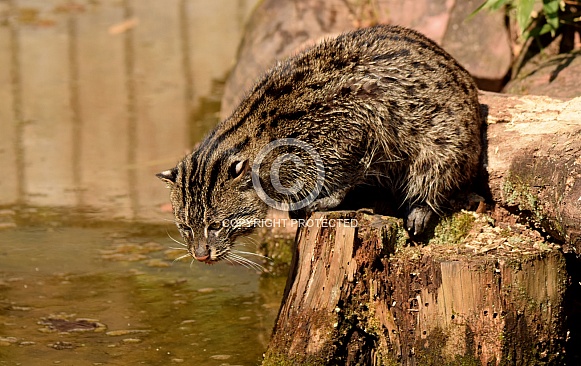 fishing cat