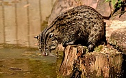 fishing cat