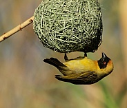 Southern Male Masked Weaver.
