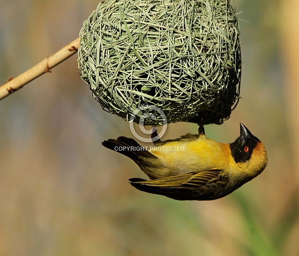 Southern Male Masked Weaver. Southern Male Masked Weaver.