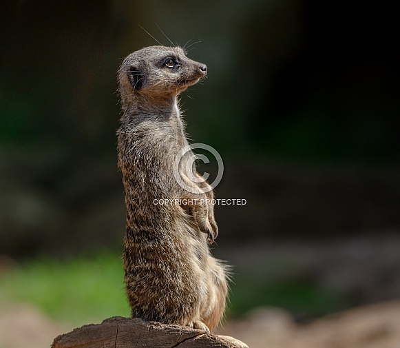 Meerkat