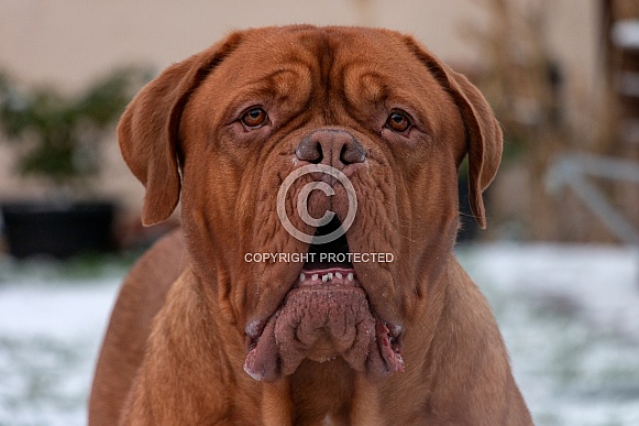 Dogue de Bordeaux Face Shot Dogue de Bordeaux Face Shot