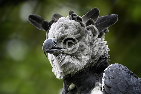 Harpy Eagle