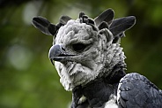 Harpy Eagle