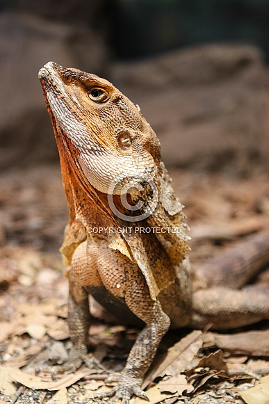 Frilled-neck Lizard Frilled-neck Lizard
