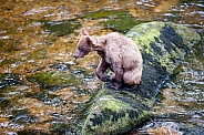 Wild Grizzly bear cub in Alaska