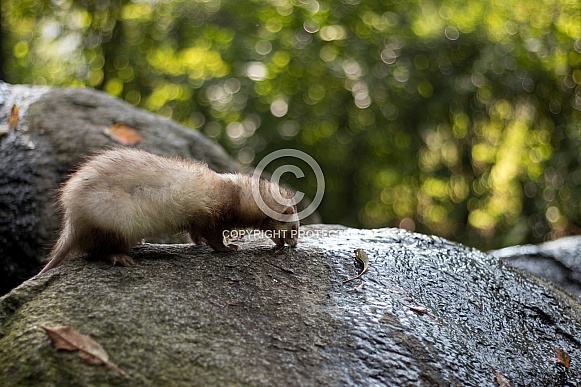 Ferret