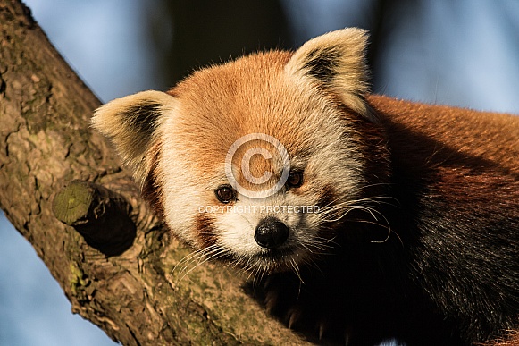 Red Panda Close Up Red Panda Close Up