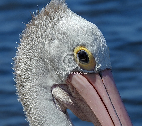 Australian Pelican Australian Pelican