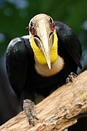 Wreathed hornbill (Rhyticeros undulatus)
