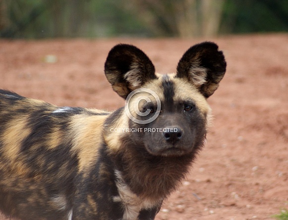 African Wild Dog