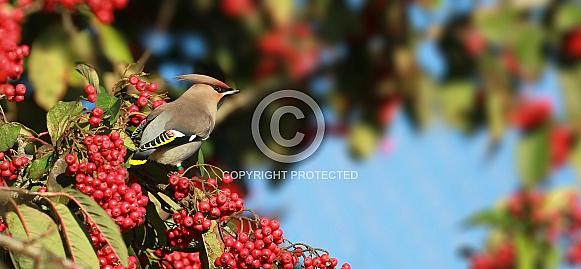 Waxwing Waxwing