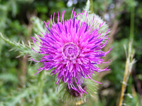 Welted Thistle (Carduus crispus) Welted Thistle (Carduus crispus)