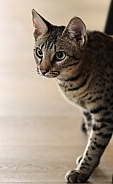 Savannah cat Gaia