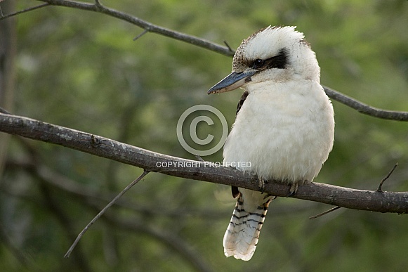 Laughing Kookaburra (wild).