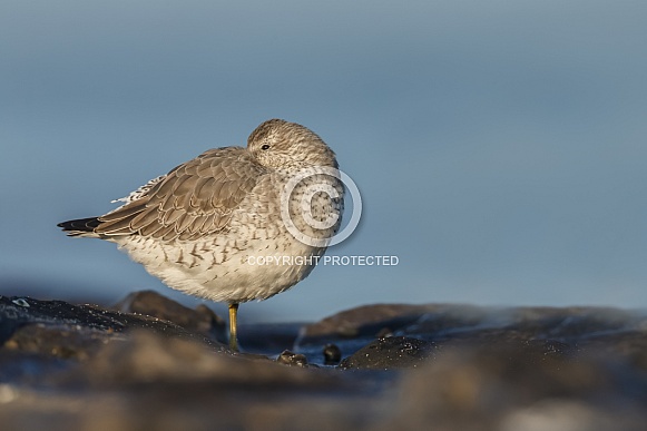 The red knot (Calidris canutus)