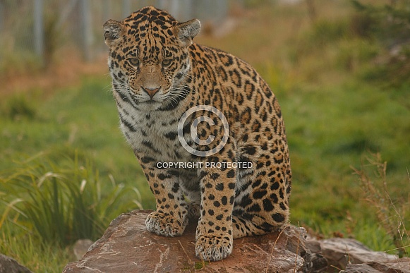 Young Jaguar sitting up on a rock.