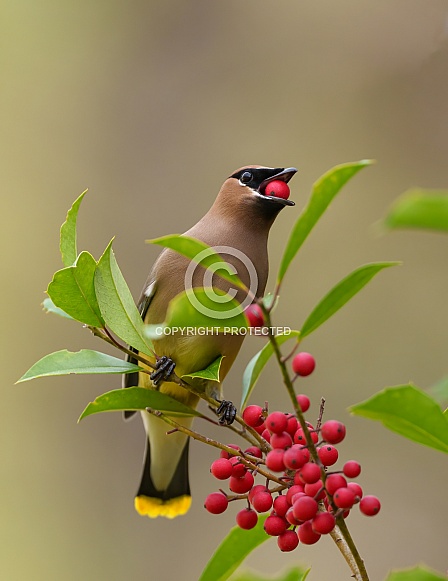Cedar Waxwing