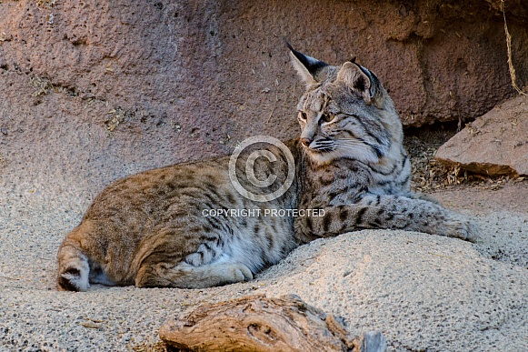 Bobcat Bobcat