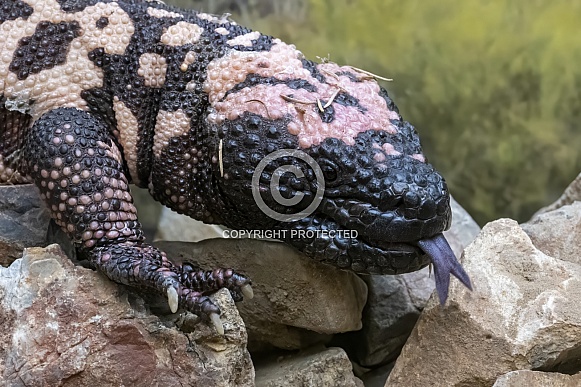 Gila Monster Gila Monster