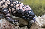 Gila Monster