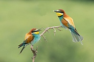 Bee Eater's