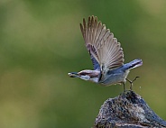 Brown-headed Nuthatch